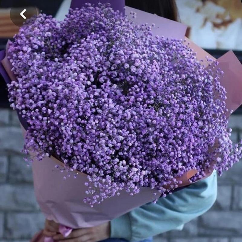 15-Stems-Purple-Gypsophila-Bouquet 15-Stems-Purple-Gypsophila-Bouquet