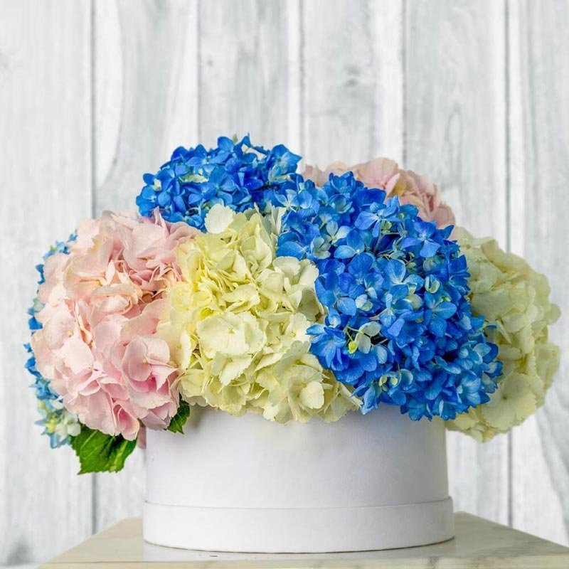 White-Box-Mixed-Hydrangea White-Box-Mixed-Hydrangea